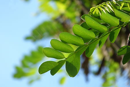 selective focus photography of green leaves thumbnail