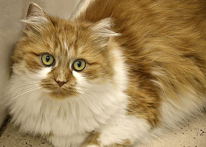 orange and white cat prone on white surface thumbnail