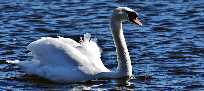 shallow photography of white goose thumbnail