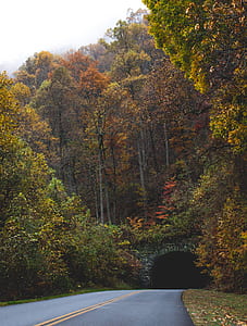 asphalt road surrounded by trees thumbnail