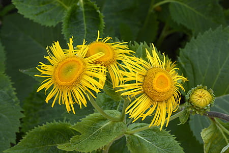 close up photo of yellow sunflowers thumbnail