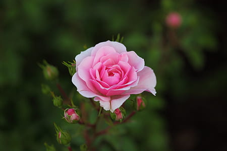 selective focus photography of pink rose flower thumbnail