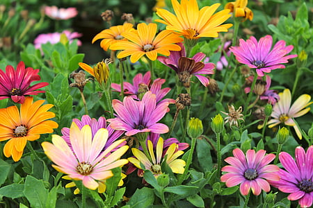 photo of assorted-color flowers thumbnail