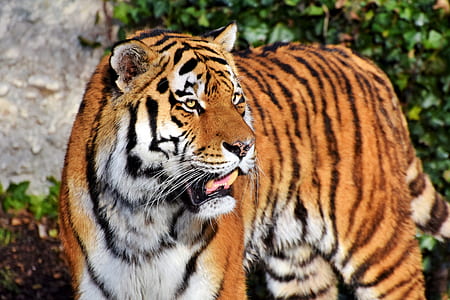 tiger thumbnail