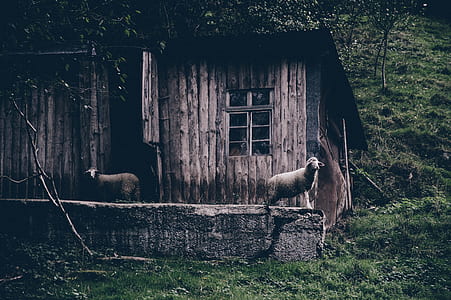 two sheeps standing in shed thumbnail