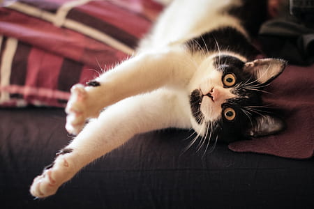 white and black cat stretching hands thumbnail