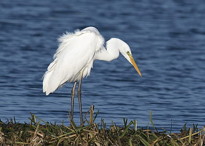 white heron near body of water thumbnail