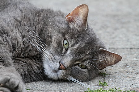 gray cat lying on street thumbnail