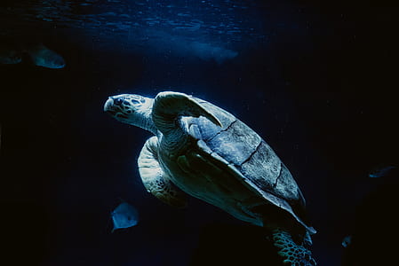 photo of turtle underwater thumbnail