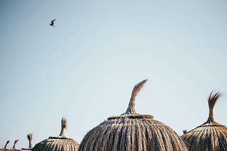 Dry grass umbrellas on the beach resort with distant bird thumbnail