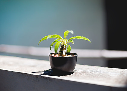selective focus photography of a potted bonsai plant thumbnail