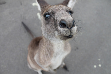 close up photo of kangaroo thumbnail