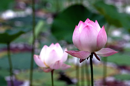 closeup photography of blooming purple flowers at daytime thumbnail