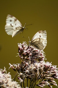 Small Cabbage White Ling, Butterflies thumbnail
