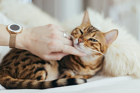 person holding cat thumbnail