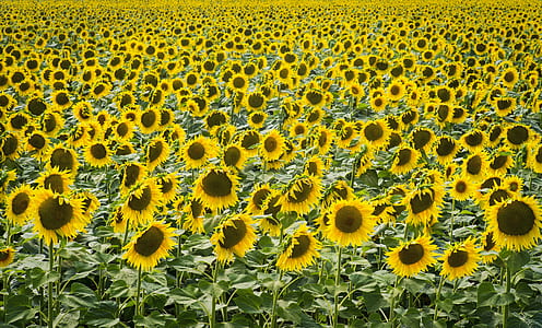 sunflower field thumbnail