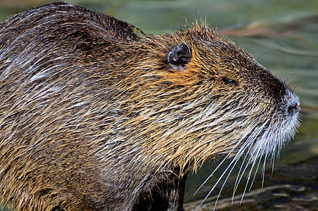 brown animal thumbnail