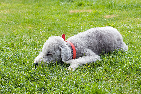 gray dog lying on grass thumbnail
