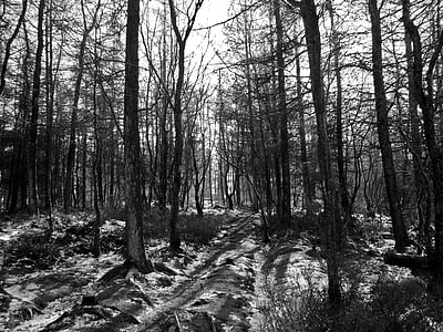 grayscale photography of forest at daytime thumbnail