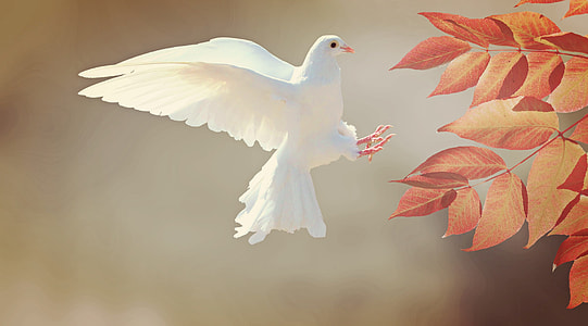 white dove landing on orange tree leaves thumbnail