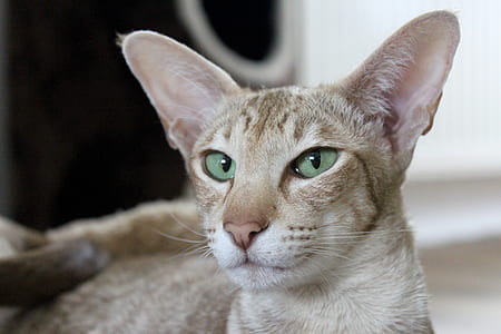 gray cat thumbnail