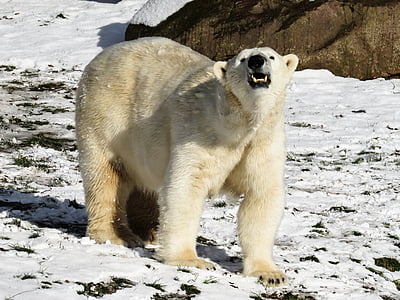 white polar bear on snowfield thumbnail