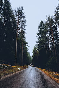 photo of road near brown trees at daytime thumbnail