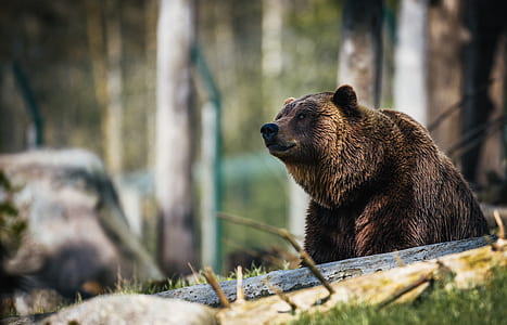 shallow focus photography of brown bear thumbnail