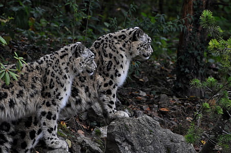 photography of two leopards on gray rocks thumbnail