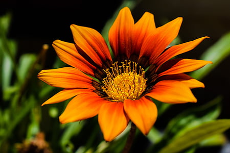 orange and black guzmania flower thumbnail