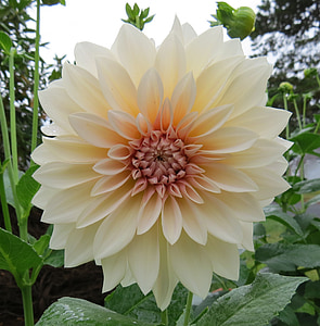closeup photography of white petaled flower thumbnail