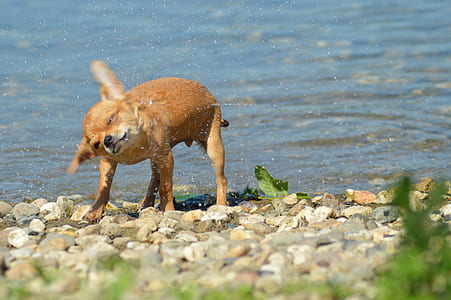 brown Chihuahua near body of water thumbnail
