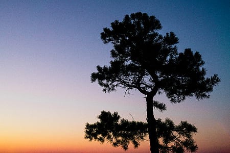 silhouette of tree thumbnail