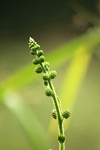 Mimosa Pudica, Sensitive Plant thumbnail