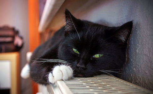 black cat laying on shelf thumbnail