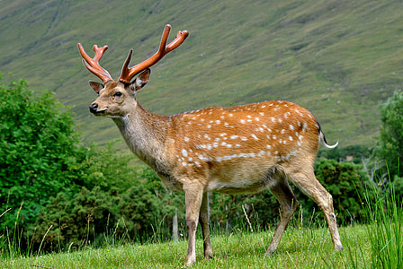deer on the grass thumbnail