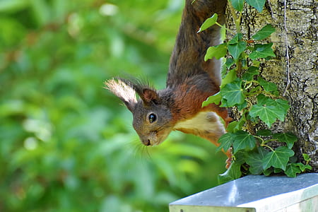 brown squirrel on brown tree thumbnail