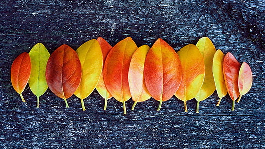 assorted yellow and brown leaves thumbnail