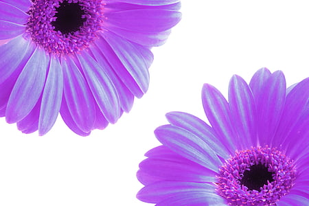 close photo of two daisy flowers thumbnail