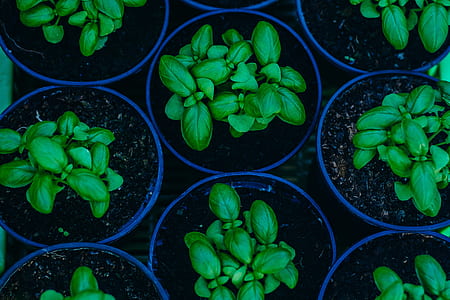 green leafed plants with blue pots thumbnail