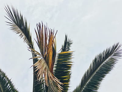 photo of palm tree thumbnail