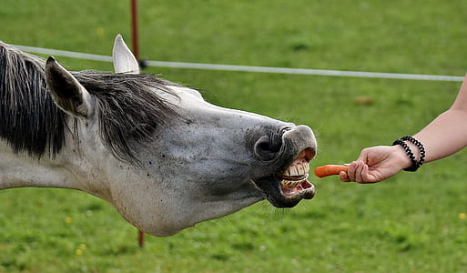 gray horse thumbnail