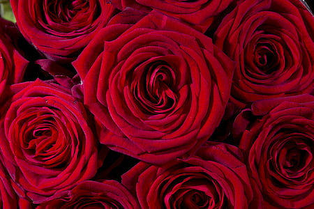 red roses photography thumbnail