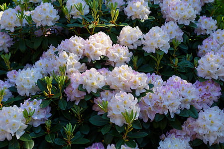 field of purple-and-white petaled flowers thumbnail