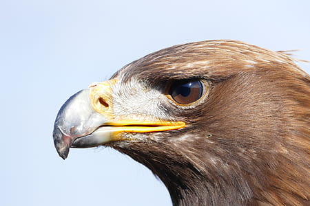 brown eagle with white and yellow beak thumbnail