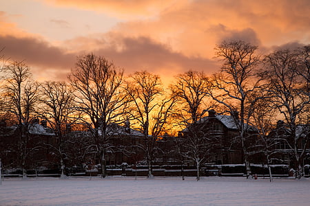 brown-and-gray houses near trees under orange sky thumbnail