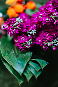 Colorful Exotic Flowers and Greenery thumbnail