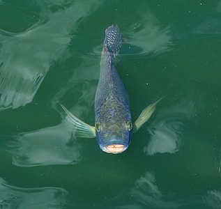 blue fish in water thumbnail
