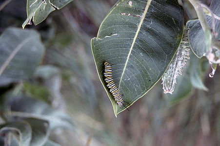 close up photo of caterpillar on leaf thumbnail
