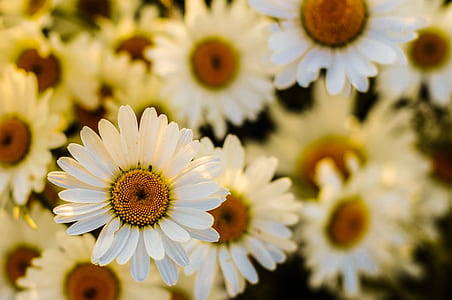 close-up photo of white petaled flowers thumbnail
